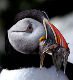 Projekt30 artist Simone Sbaraglia!