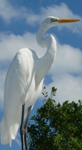 Florida Division of Cultural Affairs