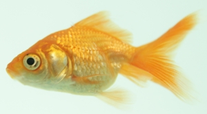 Click Here to Subscribe to ArtAndArtDeadlines.com by email!