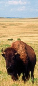 North Dakota Council on the Arts!