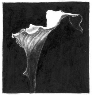 Lily, a Charcoal Flower, by F. Lennox Campello