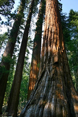 Mariposa Grove Sequoias by Mike Murphy