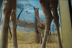 Learn more about Alex and Rebecca Norris Webb!