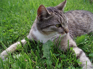 Learn more about Alley Cat Allies