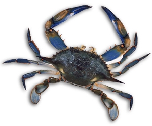 Click to Subscribe to www.ArtAndArtDeadlines.com by Email!