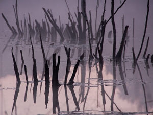 Learn more about the Nature Undisturbed Show online!