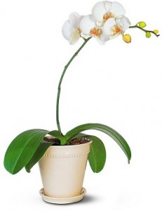 Learn more about the Botanical Art Show from the Kas Gallery!