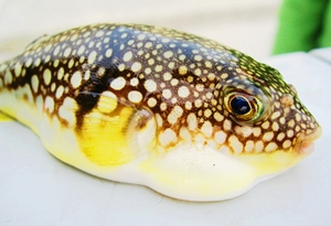 Click to Subscribe to www.ArtAndArtDeadlines.com by Email!