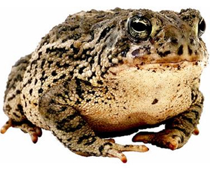 Learn more about the Toad journal online!