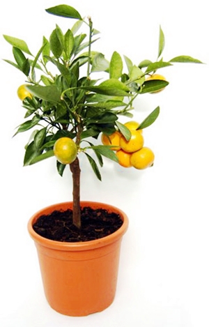 Click to Subscribe to www.ArtAndArtDeadlines.com by Email!