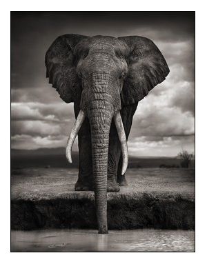 Elephant Drinking, Amboseli 2007. Killed by Poachers, 2009. Photograph by juror Nick Brandt