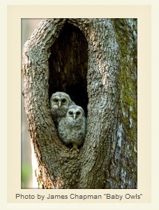 Baby Owls by James Chapman