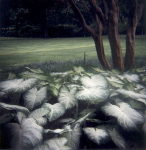 Learn more about the Gardens exhibit at the A Smith Gallery juried by Steve Goff!