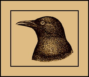 Learn more about the Crow Show from the Shoe Factory Art Co-op!