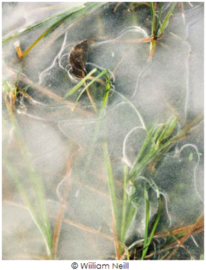 Learn more about the Rare Earth show from the Darkroom Gallery!