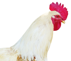 Click to Subscribe to www.ArtAndArtDeadlines.com by Email!