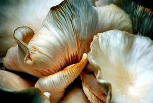 Learn more about the Nature Undisturbed show!