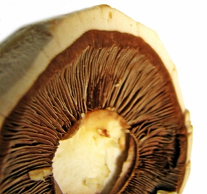 Click to Subscribe to www.ArtAndArtDeadlines.com by Email