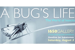 Learn more about the A Bug's Life exhibit from 1650 Gallery!