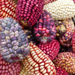 Learn more about Featured Artist Robyn Thompson