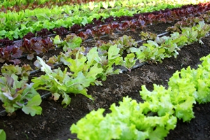 Enter the $5 Art Contest today!