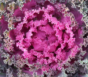 Enter the Featured Artist Contest today!