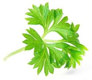 Enter the Featured Artist Contest today!