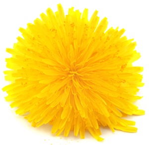 Enter the Featured Artist Contest today!