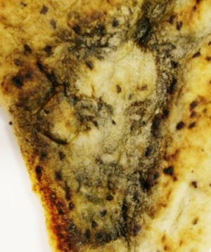 Enter the Featured Artist Contest today!