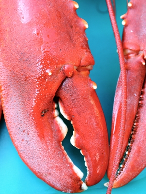 Learn more about the Beach Comber Exhbit from Annmarie Sculpture Garden and Arts Center!