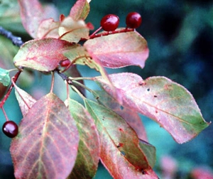 Learn more about Americas 2014 from Northwest Art Center at Minot State University!