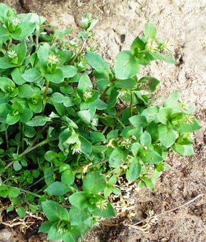 Learn more from Field Projects!