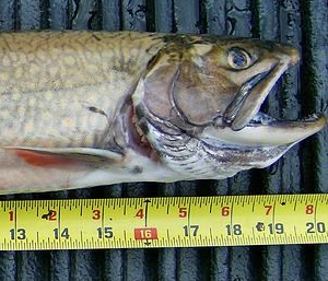 Learn more from the Marin Society of Artists!