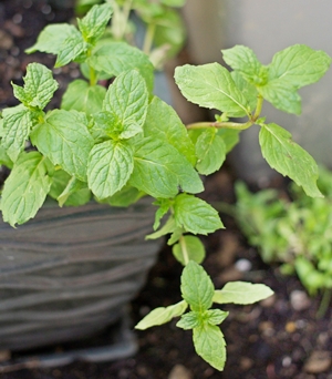 Learn more from the Rosalux Gallery!