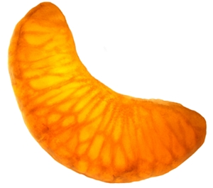 Learn more about the NightVisions exhibit!