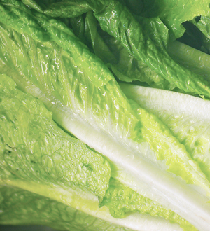 Learn more for the Santa Cruz Art League!