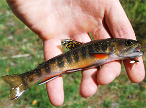 Learn more from the Contemporary Art Gallery Online!