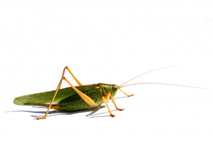 Learn more from the Raebec Gallery!