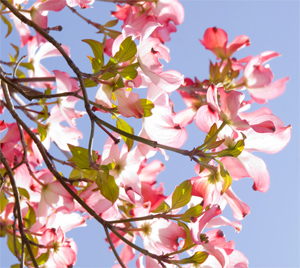 Learn more about the Dogwood Fine Arts Festival!