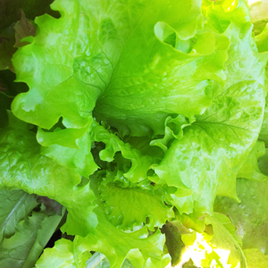 Learn more from F-Stop Magazine!