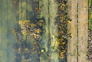 Learn more from the PH21 Gallery! 