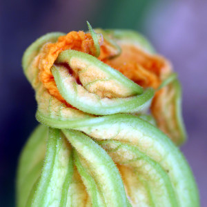 Learn more from Governors Island Arts Fair!