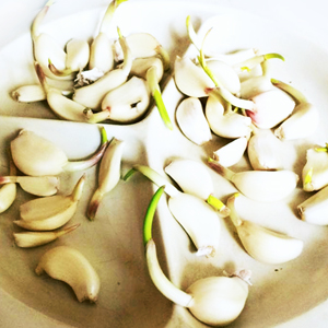 Learn more about the Roots Exhbit from On the Ground Floor!