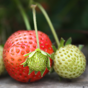 Learn more from The Haggus Society!