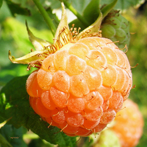 Learn more about the RED exhibit from art-competition.net!