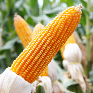 Learn more about Abstract II from art-competition.net!