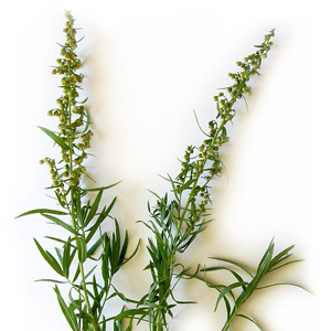 Learn more about the Talent Plus exhibit from the Las Laguna Gallery!