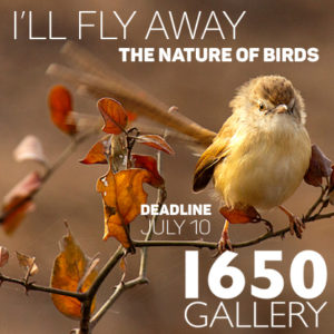 Learn more about the I'll Fly Away exhibit from the 1650 Gallery!