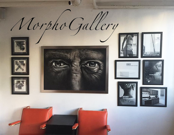 Learn more from the Morpho Gallery!